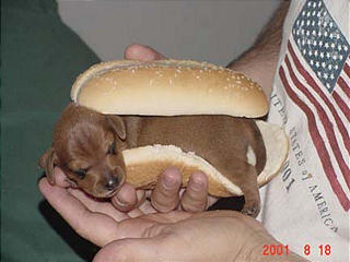 WeinerDog