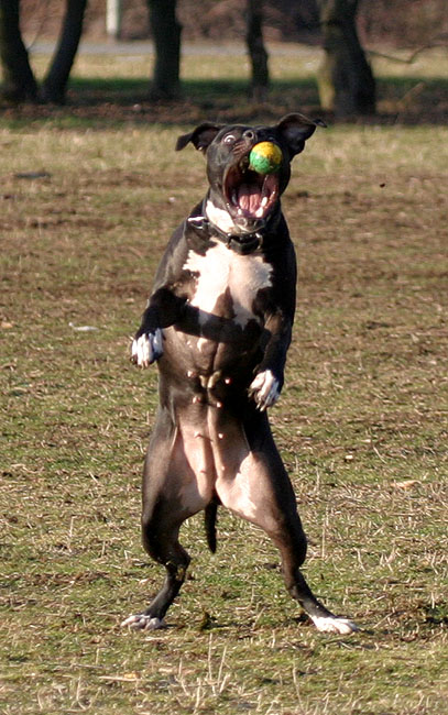 Coge la pelota