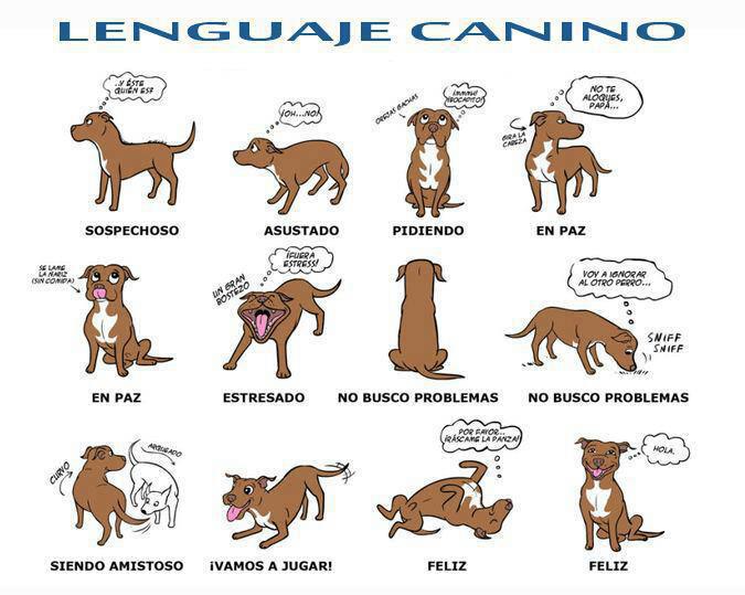 Lenguaje canino