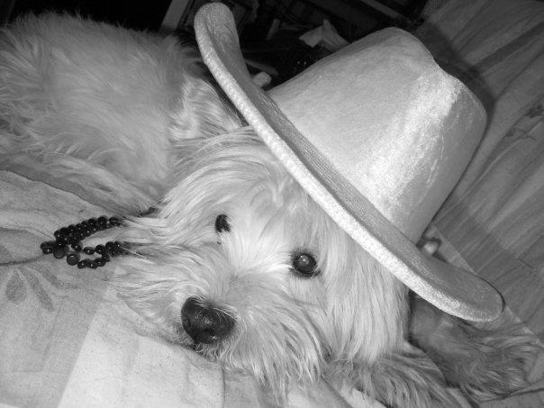 Perro con sombrero