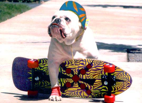 Perro skater