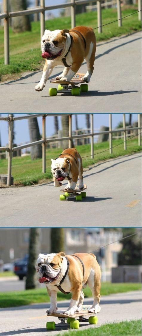 Perro skatero