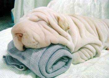 wrinkledog