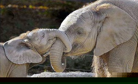 Amor de animales a sus crias 08