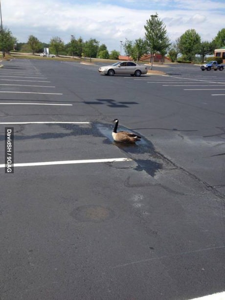 Agua suficiente para un pato