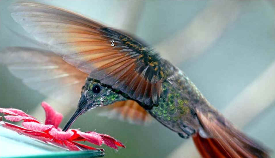 Colibri