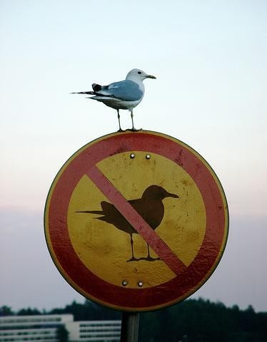 Prohibido gaviotas