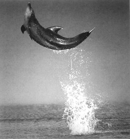 Delfin saltarin