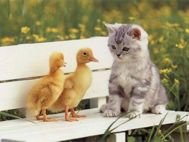 Gatito y patitos