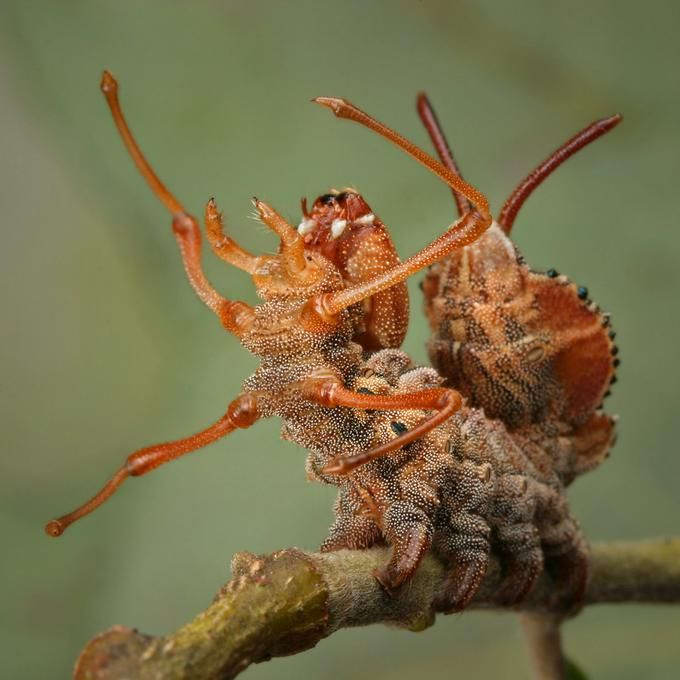 Insectos sorprendentes 05