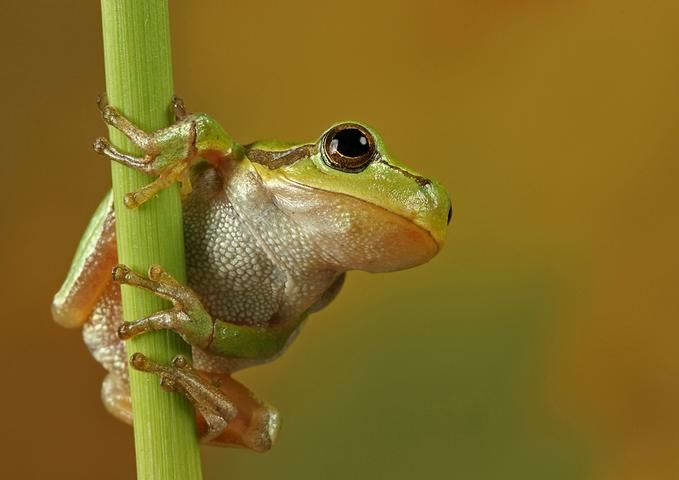 Insectos sorprendentes 06