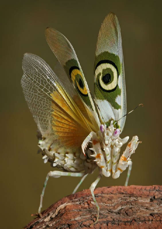 Insectos sorprendentes 16