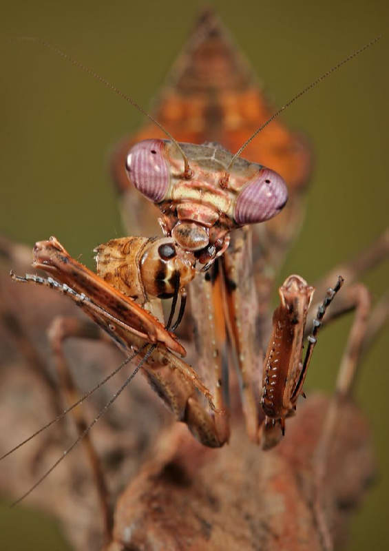 Insectos sorprendentes 17