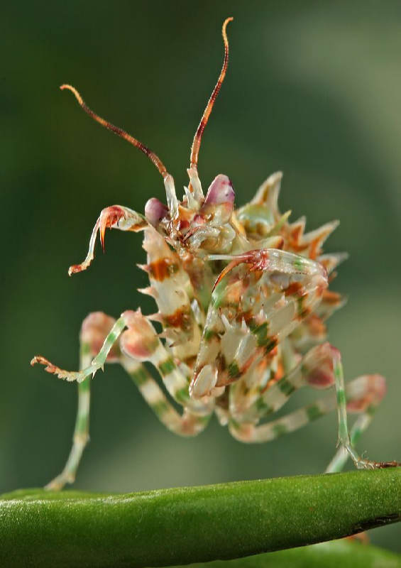 Insectos sorprendentes 18