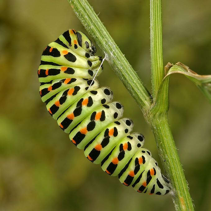 Insectos sorprendentes 26