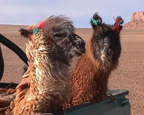 Llamas 2