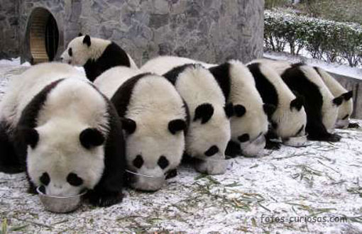 Osos Panda comiendo