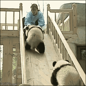 Osos Panda y tobogan