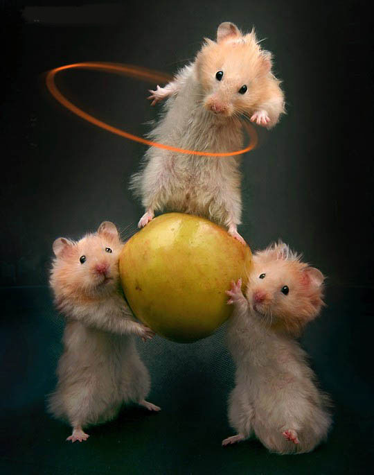 Ratones equilibristas