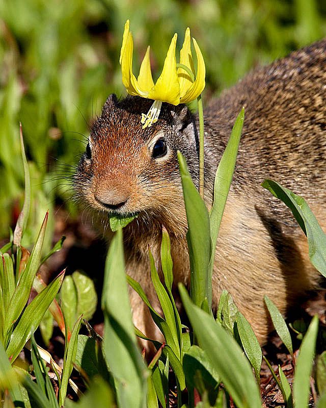 Reina de las flores