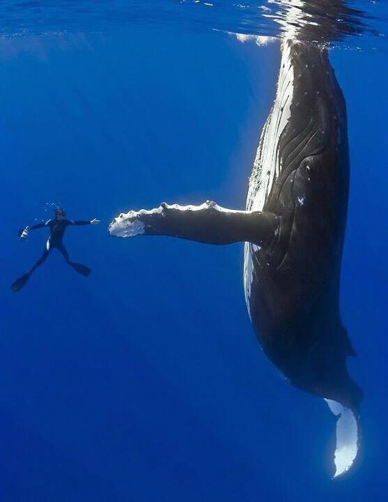 Saludo de ballena