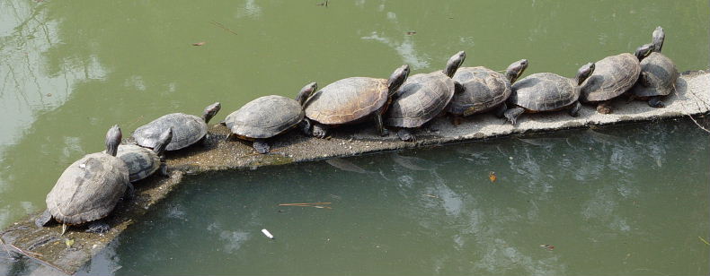 Tortugas