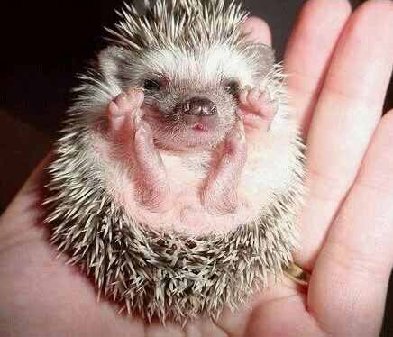 babyhedgehog 1