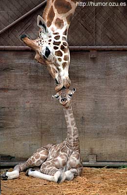 giraff