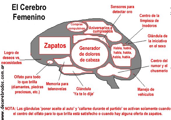 Cerebro de mujer