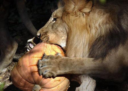 Calabaza y felino