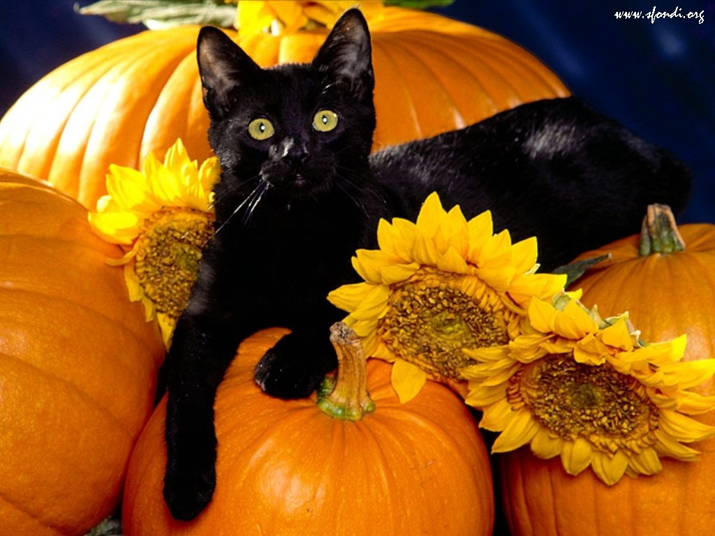 Gato de Halloween