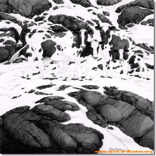 cows snow illusion