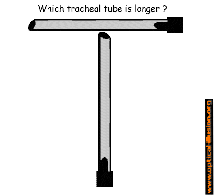 Which one is longer? Don't make a rapid decision.