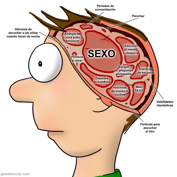 Cerebro masculino