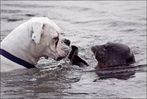 tierno-perro-foca-1