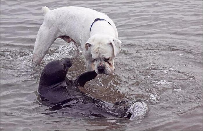 tierno-perro-foca-2