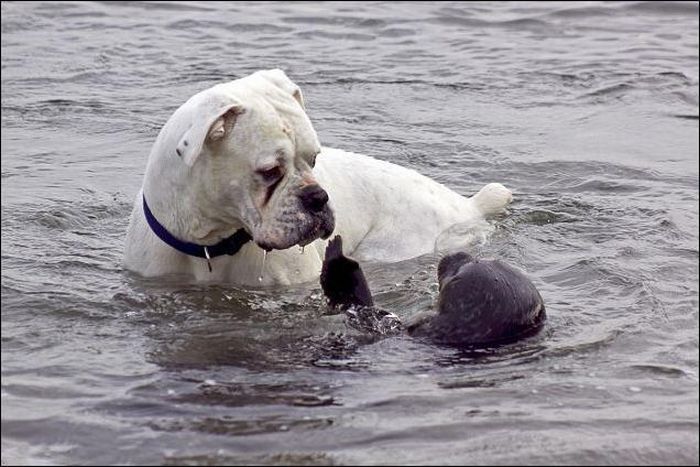 tierno-perro-foca-3