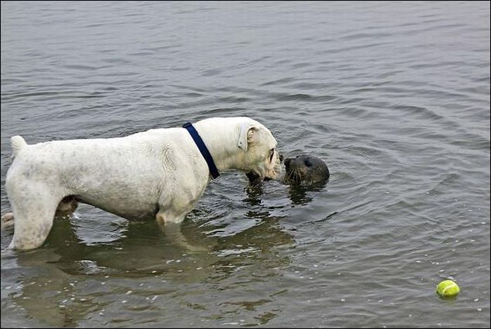 tierno-perro-foca-4