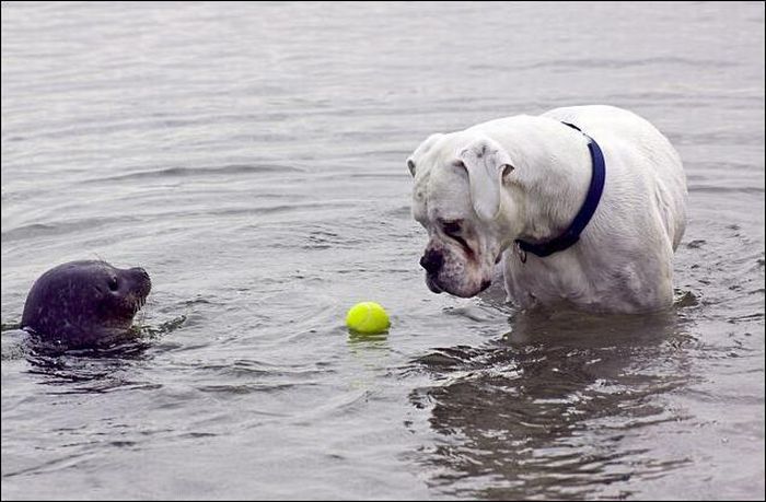 tierno-perro-foca-5