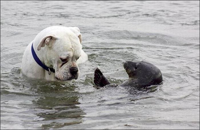 tierno-perro-foca-6