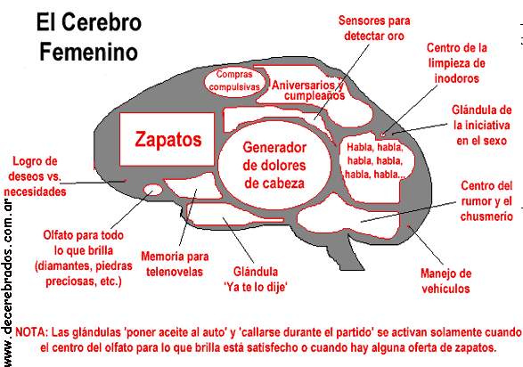 Cerebro-de-mujer