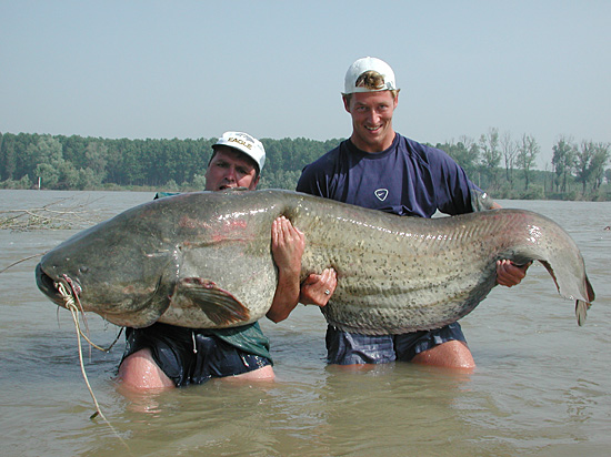 Big Ass Fish