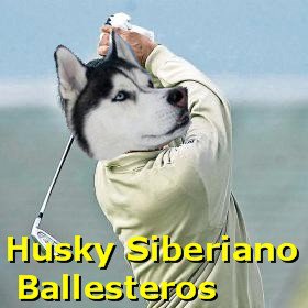 Husky Siberiano Ballesteros