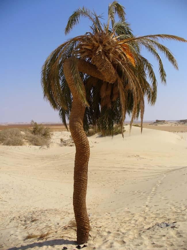 Palmera curiosa