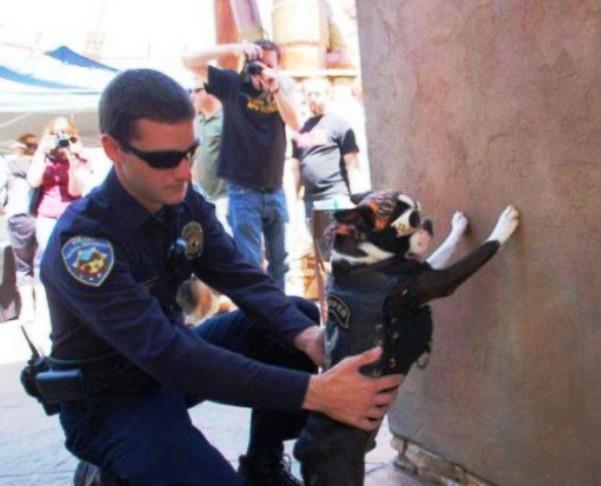 Adivina cual es el perro policia
