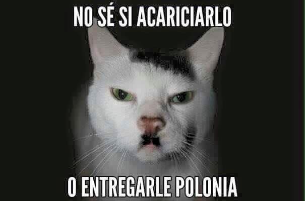 El gato Adolfo