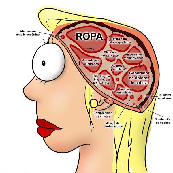 cerebro femenino