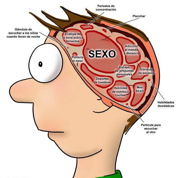 cerebro masculino